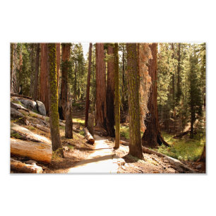 Impression Photo Parc national de Sequoia
