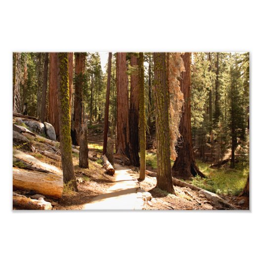 Impression Photo Parc national de Sequoia (Devant)