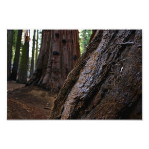 Impression Photo Parc national de Sequoia