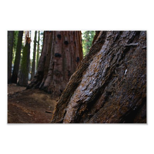 Impression Photo Parc national de Sequoia (Devant)