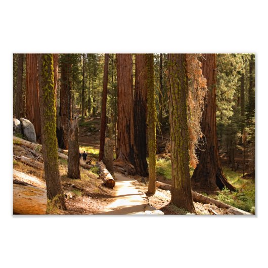 Impression Photo Parc national de Sequoia (Devant)