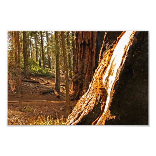Impression Photo Parc national de Sequoia (Devant)