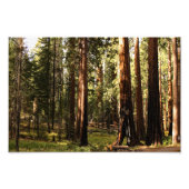 Impression Photo Parc national de Sequoia (Devant)