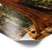 Impression Photo Parc national de Sequoia (Coin)