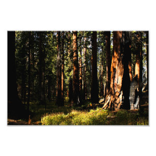 Impression Photo Parc national de Sequoia