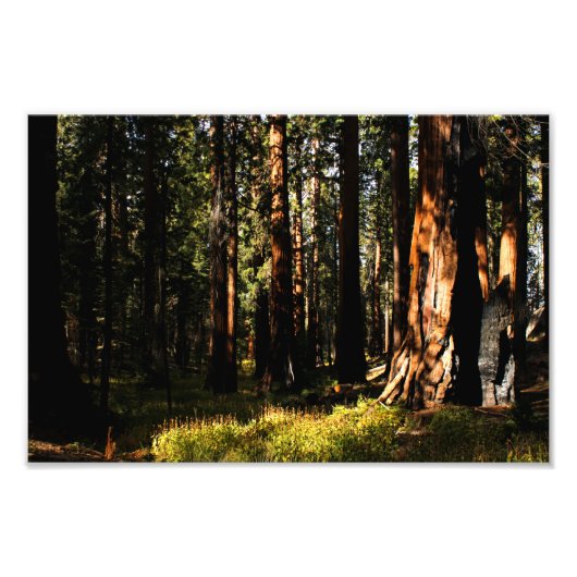 Impression Photo Parc national de Sequoia (Devant)