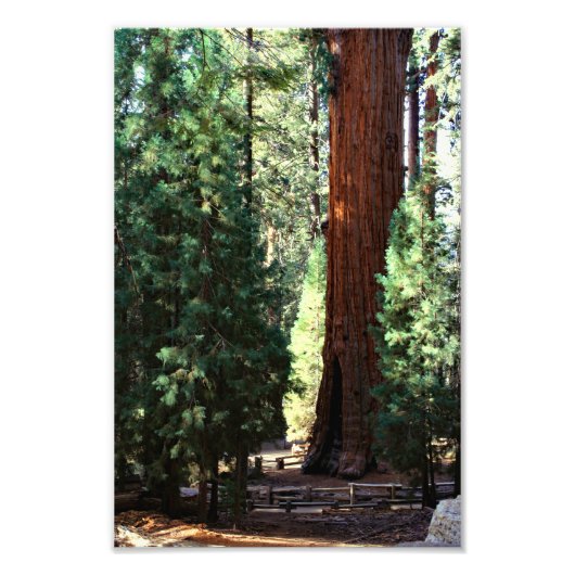 Impression Photo Parc national de Sequoia (Devant)