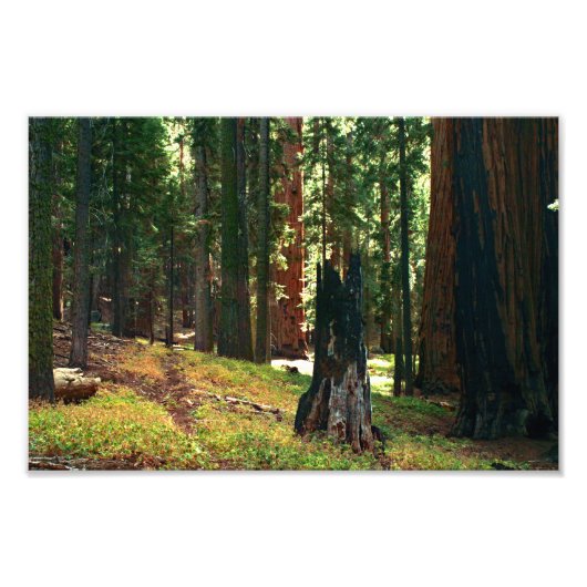 Impression Photo Parc national de Sequoia (Devant)