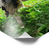 Impression Photo Parrowhawawwawk Dans Mon Jardin (Coin)