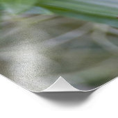 Impression Photo Parula Parula americana du Nord) (Coin)