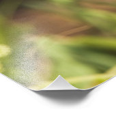 Impression Photo Paruline à capuchon Wilsonia citrina) (Coin)