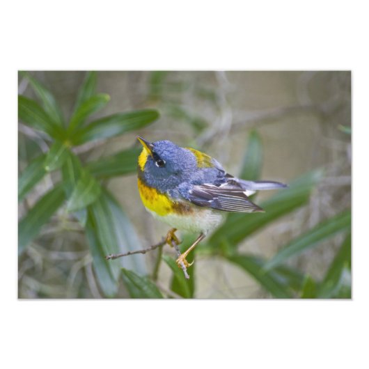 Impression Photo Paruline à collier (Parula americana) (Devant)