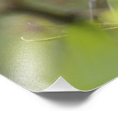 Impression Photo Paruline à gorge jaune mâle, Dendroica (Coin)