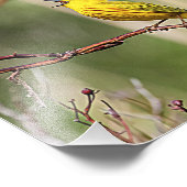 Impression Photo Paruline jaune chante (Coin)