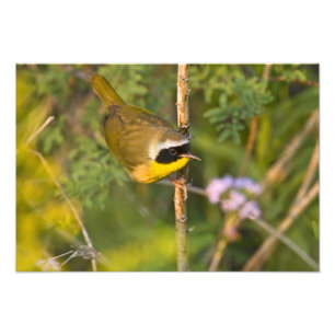 Impression Photo Paruline masquée (Geothlypis trichas) mâle,
