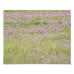 Impression Photo Passion pourpre 10 x épreuve photographique 8