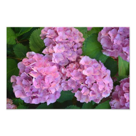 Impression Photo Pastel rose Hortensia hydrangea fleurs (Devant)