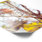 Impression Photo Patas est au sommet d'un arbre (Coin)