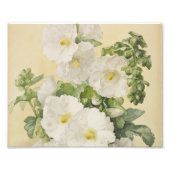 Impression Photo Paul De Longpre - Hollyhocks 1901 (Devant)