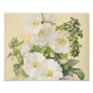 Impression Photo Paul De Longpre - roses trémière 1901