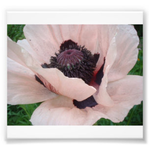 Impression Photo Pavot rose avec le pétale avant soulevé