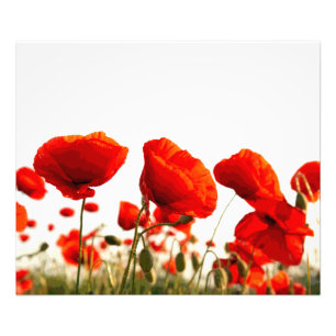 Impression Photo Pavots rouges