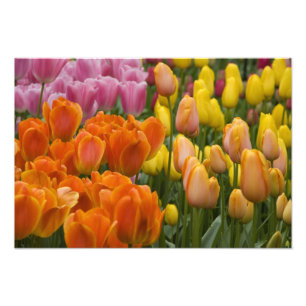 Impression Photo Pays-Bas aka Holland), Lisse. Keukenhof 5