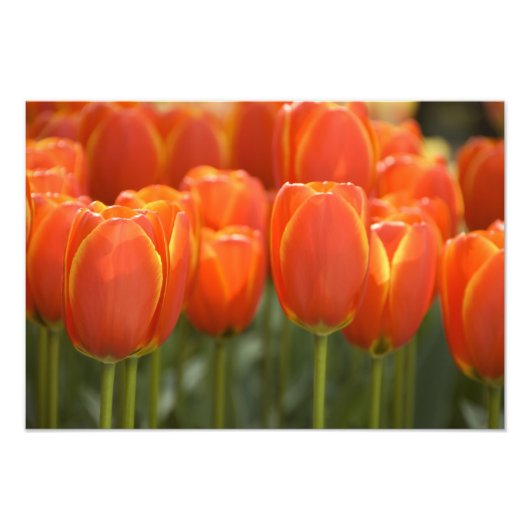 Impression Photo Pays-Bas alias Holland), Lisse. Keukenhof 7 (Devant)