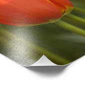 Impression Photo Pays-Bas alias Holland), Lisse. Keukenhof 7 (Coin)