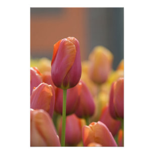 Impression Photo Pays-Bas (alias Hollande), Lisse. Keukenhof