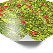 Impression Photo Paysage artistique du pavot à prés (Coin)