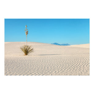 Impression Photo Paysage du désert de sable blanc et Yucca