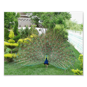 Impression photo Peacock