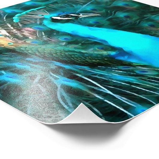 Impression Photo Peacock Bleu Vibrant Avec Queue Fissée (Coin)