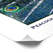 IMPRESSION PHOTO PEACOCK FIER (Coin)