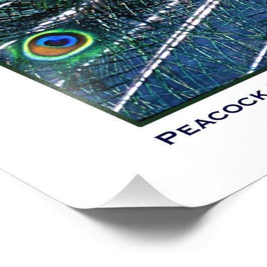 IMPRESSION PHOTO PEACOCK FIER (Coin)