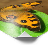 Impression Photo Peacock Pansy (Coin)