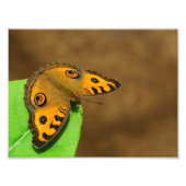 Impression Photo Peacock Pansy (Devant)