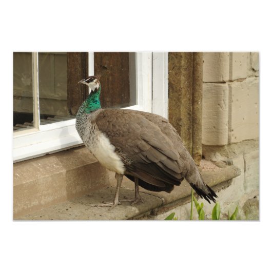 Impression Photo Peahen Admires Réflexion (Devant)