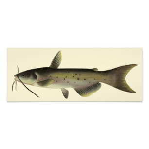 Impression Photo Pêche au poisson-chat, vie marine fluviale vintage