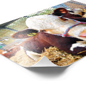 Impression Photo Pedigree Hereford Vache (Coin)