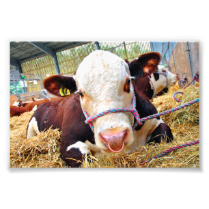 Impression Photo Pedigree Hereford Vache