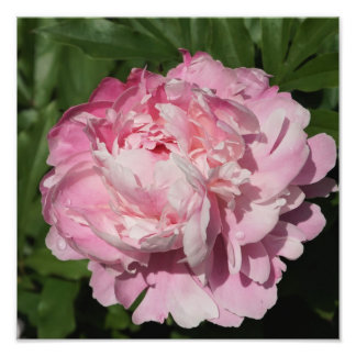 Impression Photo Peine rose de 12 po x 12 po