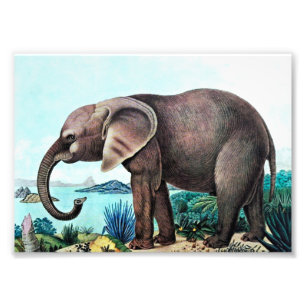 Impression Photo Peinture vintage d'éléphant africain