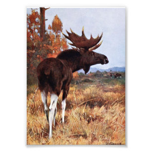 Impression Photo Peinture vintage d'orignaux