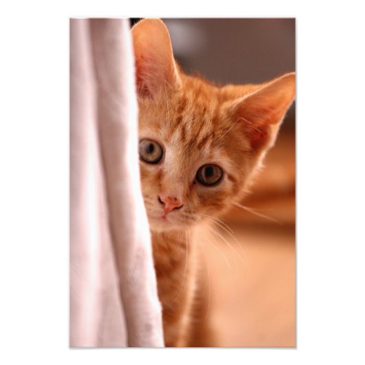 Impression Photo Pékin Kitten (Devant)