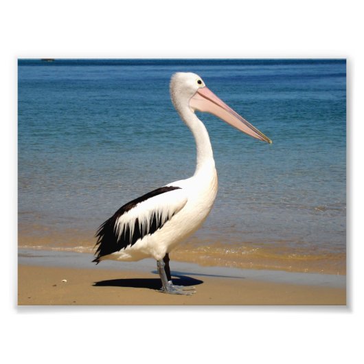 Impression Photo Pélican (Devant)