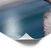 Impression Photo Pélican (Coin)