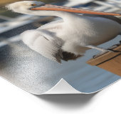 Impression Photo Pélican beau (Coin)