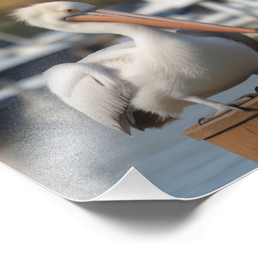 Impression Photo Pélican beau (Coin)